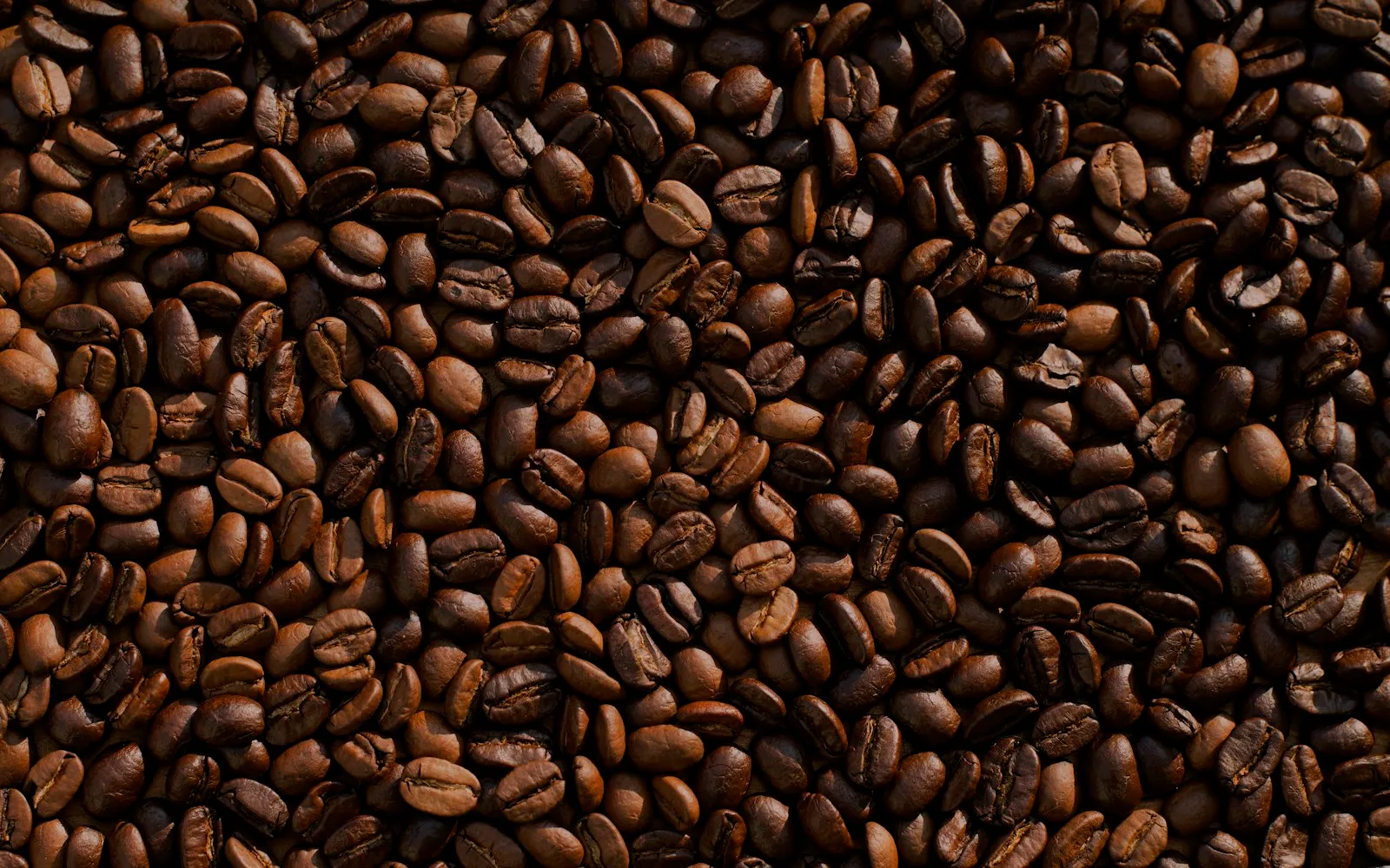 Freshly roasted coffee beans in a wooden scoop